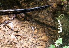 Cordulegaster dorsalis