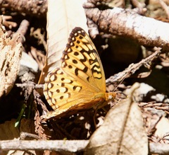Speyeria coronis