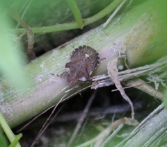 Dyroderes umbraculatus