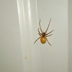 Cheiracanthium mildei