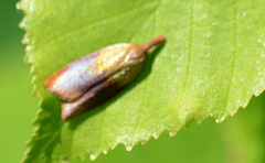 Sparganothis violaceana