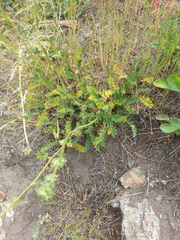 Acaena pinnatifida