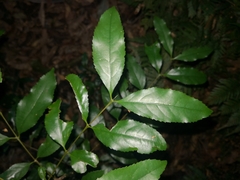 Daphnandra