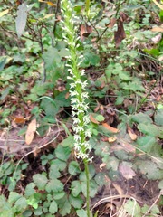 Platanthera elegans elegans