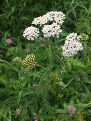 Achillea millefolium