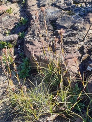 Schoenus villosus