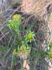 Sinclairia angustissima