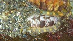 Tonicella