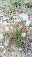 Pulsatilla dahurica