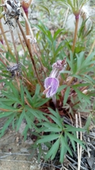 Pulsatilla dahurica