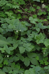 Rubus humulifolius