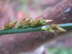Carex tereticaulis