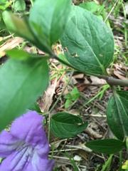 Ruellia pedunculata