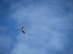 Geranoaetus melanoleucus australis