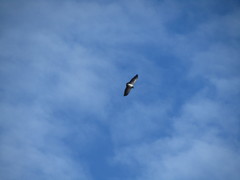 Geranoaetus melanoleucus australis