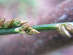 Carex tereticaulis
