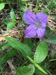 Ruellia pedunculata