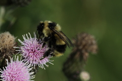 Bombus vagans bolsteri