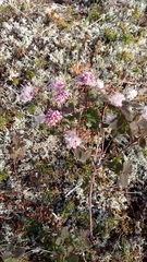 Spiraea beauverdiana