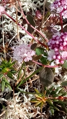 Spiraea beauverdiana