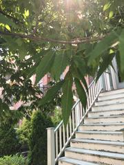 Zelkova serrata