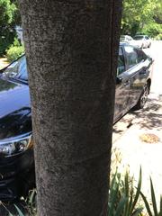 Zelkova serrata