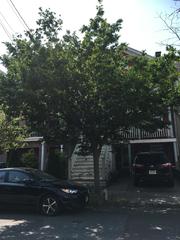 Zelkova serrata