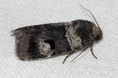 Thoracolopha flexirena