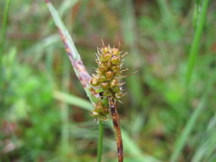 Luzula densiflora