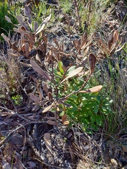 Banksia paludosa paludosa