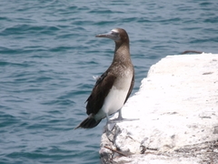 Sula leucogaster brewsteri