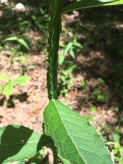 Verbesina helianthoides