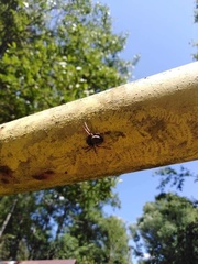 Nuctenea umbratica