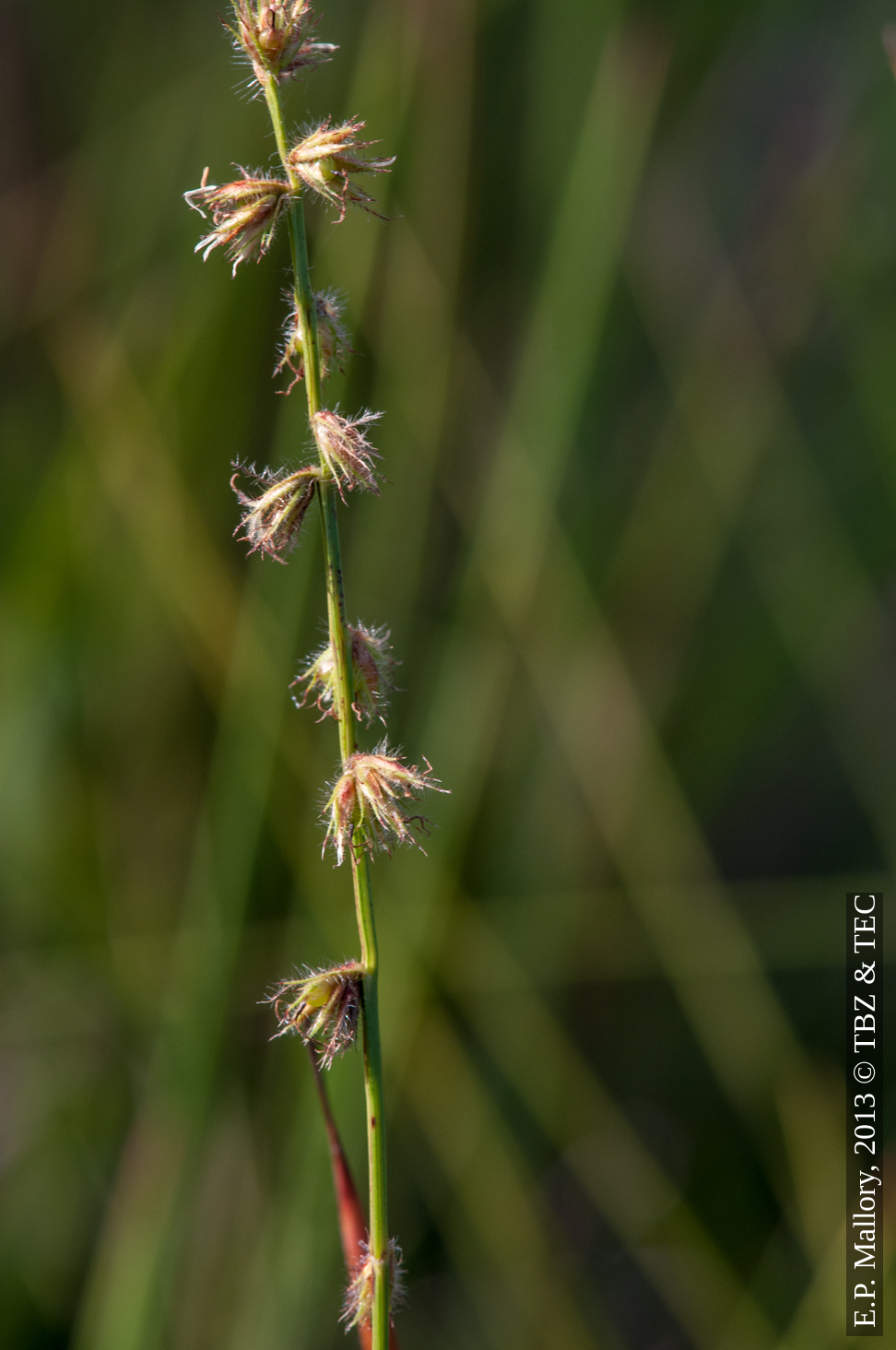 Scleria distans