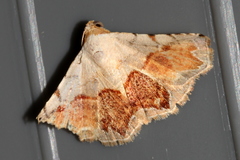 Eublemma pectorora