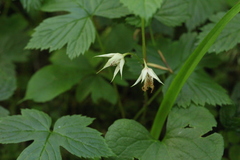 Rubus humulifolius