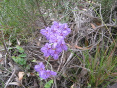 Thysanotus racemoides