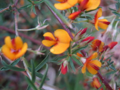Pultenaea laxiflora