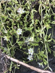 Stellaria crassifolia