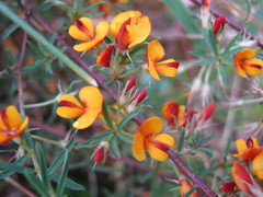 Pultenaea laxiflora