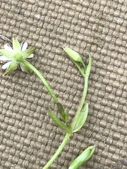 Stellaria crassifolia
