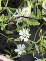 Stellaria crassifolia