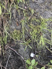 Stellaria crassifolia