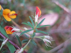 Pultenaea laxiflora