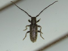 Eupogonius pauper