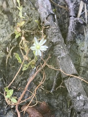 Stellaria crassifolia