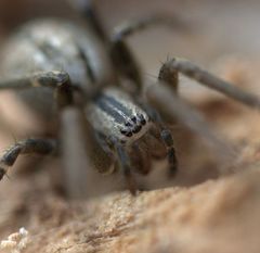 Cambridgea inaequalis