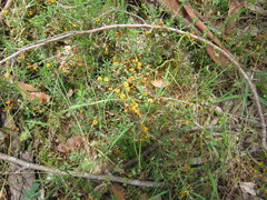 Pultenaea laxiflora