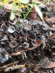 Banksiamyces macrocarpus