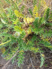 Acaena pinnatifida